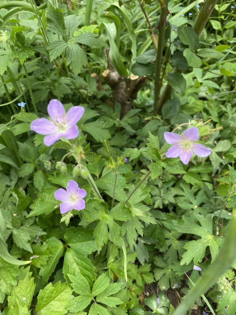 Planted Native Wood Geranium – Mary Anne Mohanraj